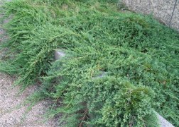 Juniperus horizontalis wiltonii / Henyeboróka